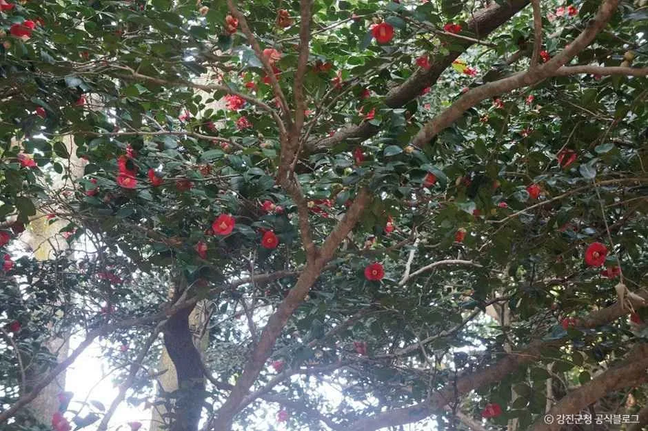 강진_백련사 동백나무 숲 (7).jpg