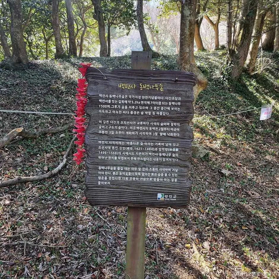강진_백련사 동백나무 숲 (6).jpg