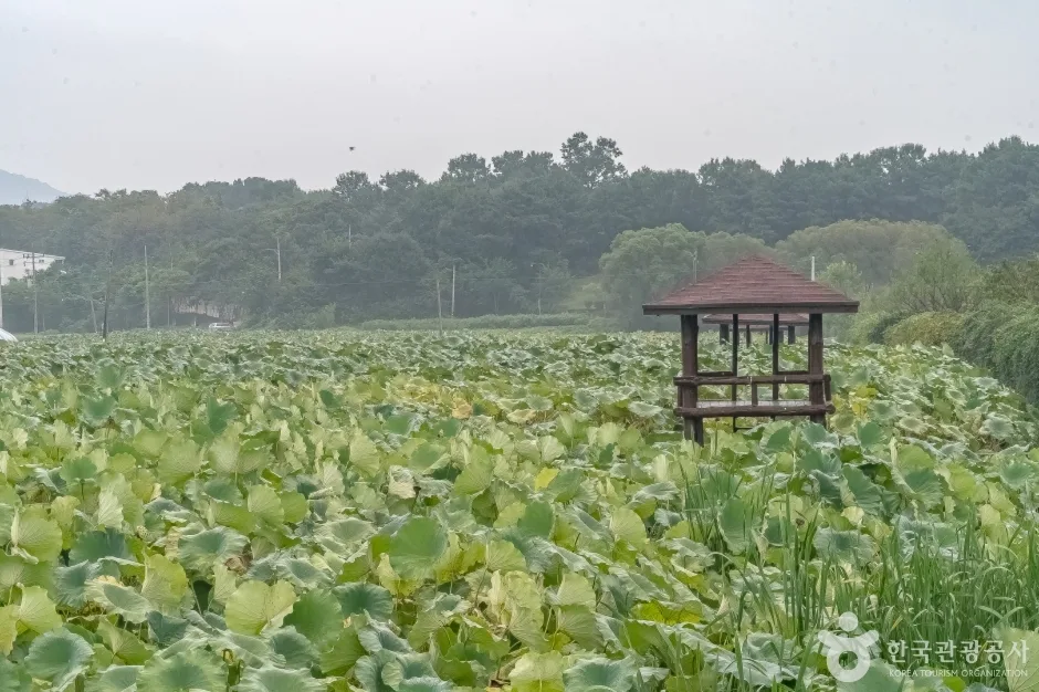 경기_용인_내동마을연꽃단지_연꽃_3.jpg