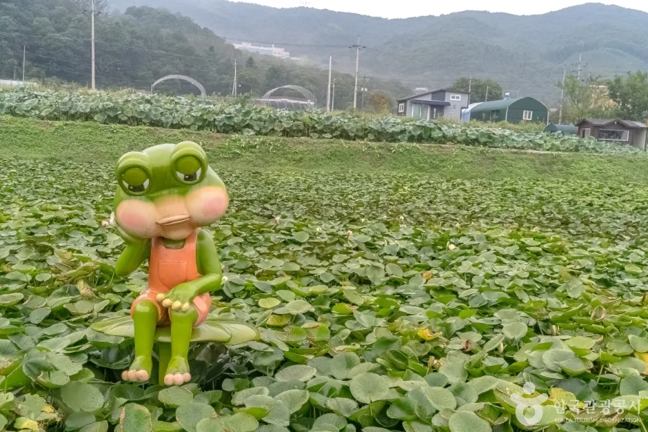 경기_용인_내동마을연꽃단지_연꽃_2.jpg