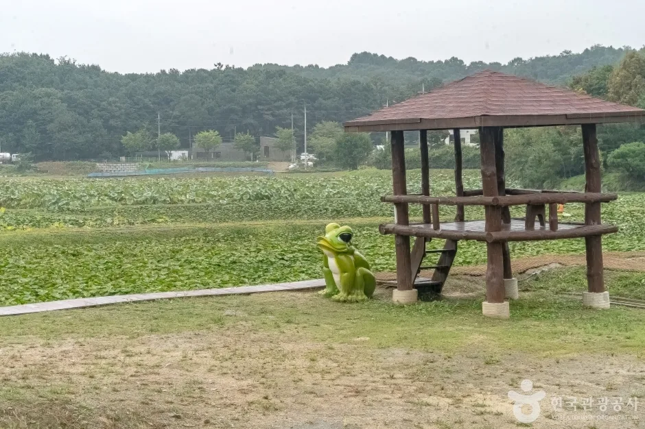 내동마을연꽃단지16