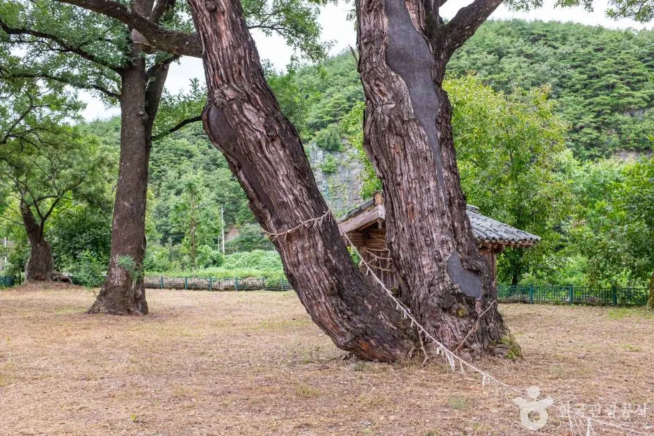 안동_안동 송사동 소태나무 (5)