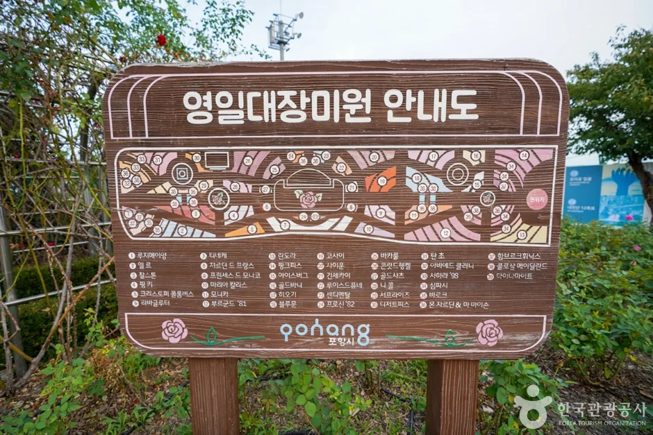 영일대 장미원 (11)