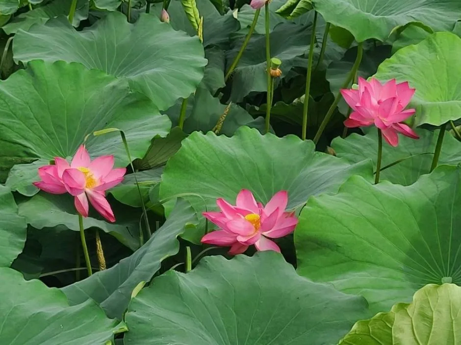 연의근린공원 (4)