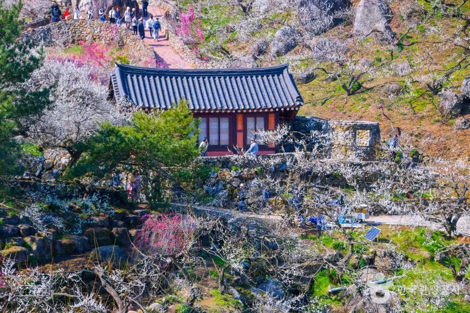 광양 매화마을 (4)