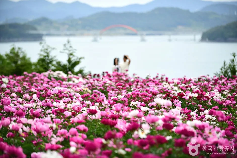 고흥 작약 꽃밭