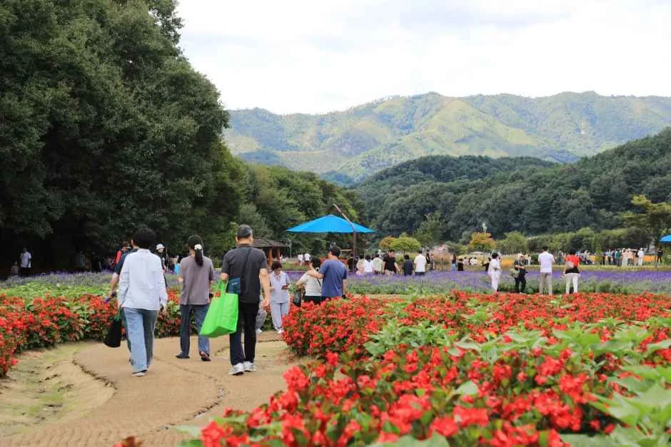 2026 함양산삼축제 (11).JPG