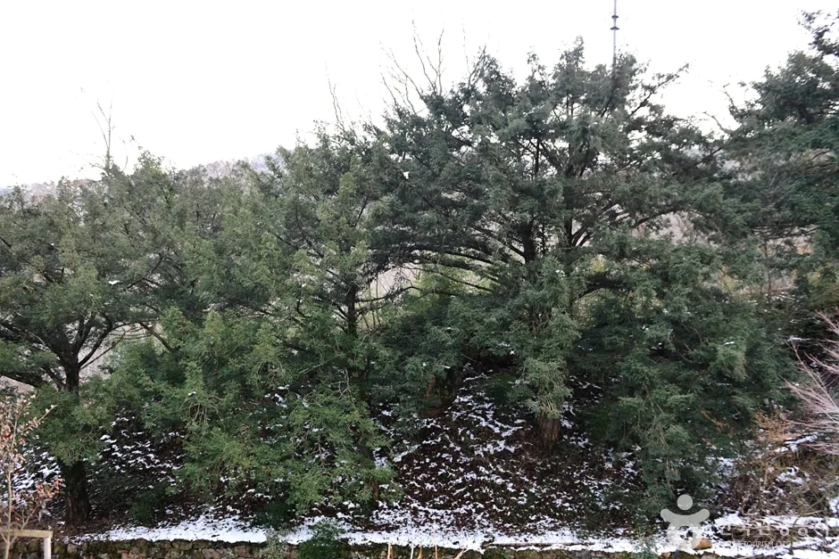 개천사 비자나무숲 (6)