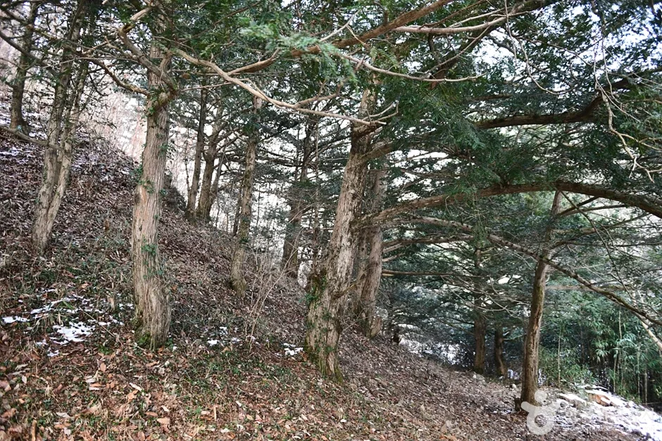 개천사 비자나무숲 (3)