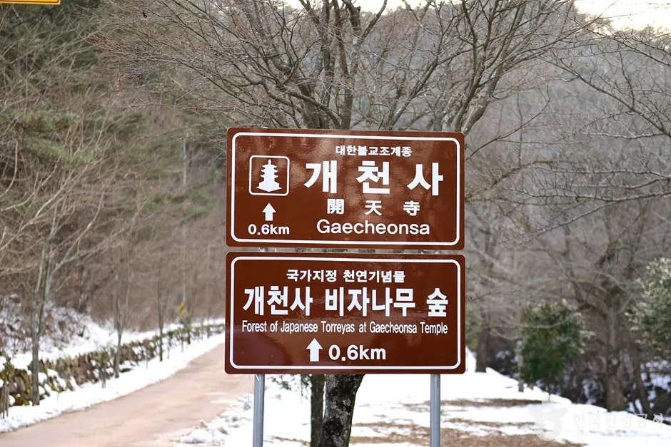 개천사 비자나무숲 (1)
