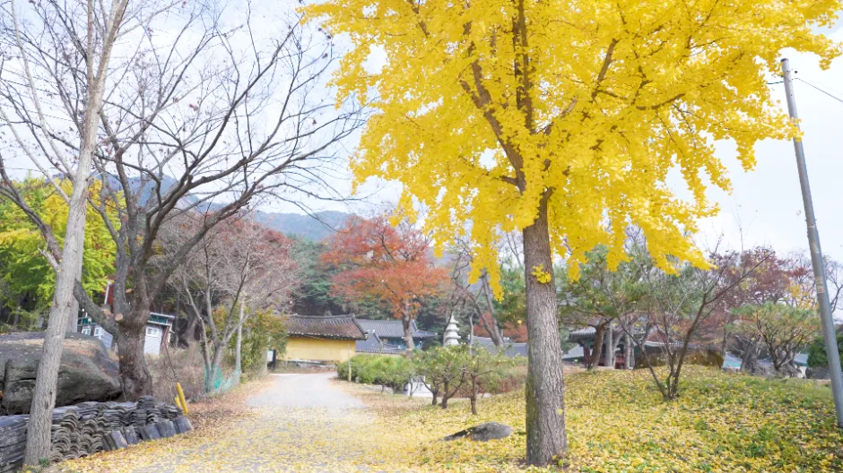 괴산_공림사 (1)