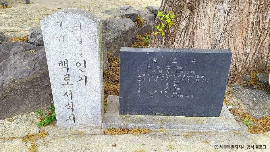 세종_금남 백로 서식지 (3)