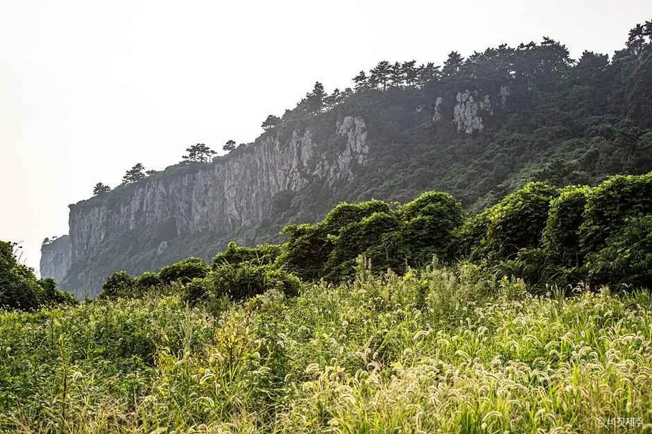 서귀포_박수기정 (4).jpg