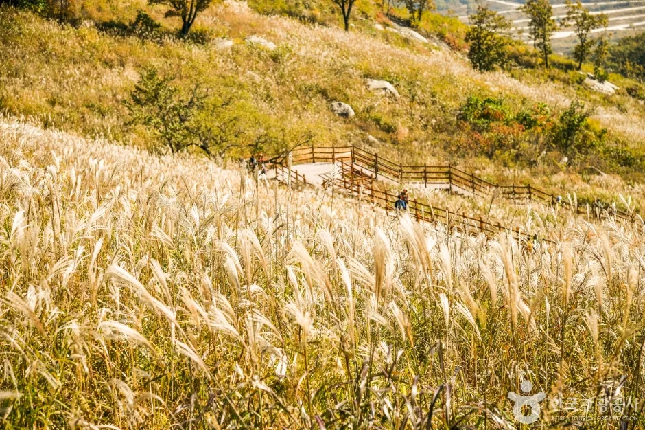 명성산억새밭 (4)