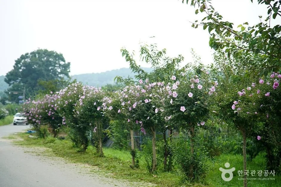 홍천 무궁화마을 (47)