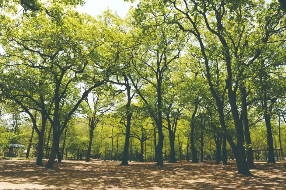 청주_옥화9경 (6)
