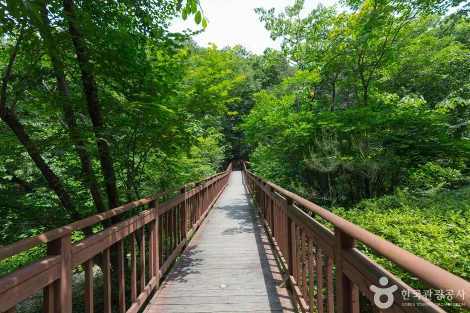 국립 용화산자연휴양림 (5)