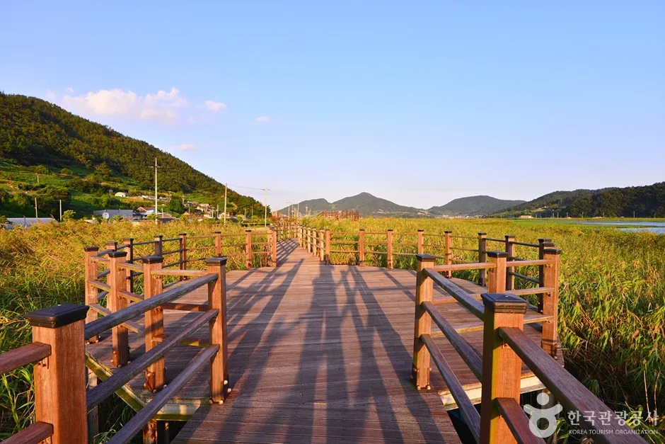 전남_여수_여수 가사리 갈대밭 (5)