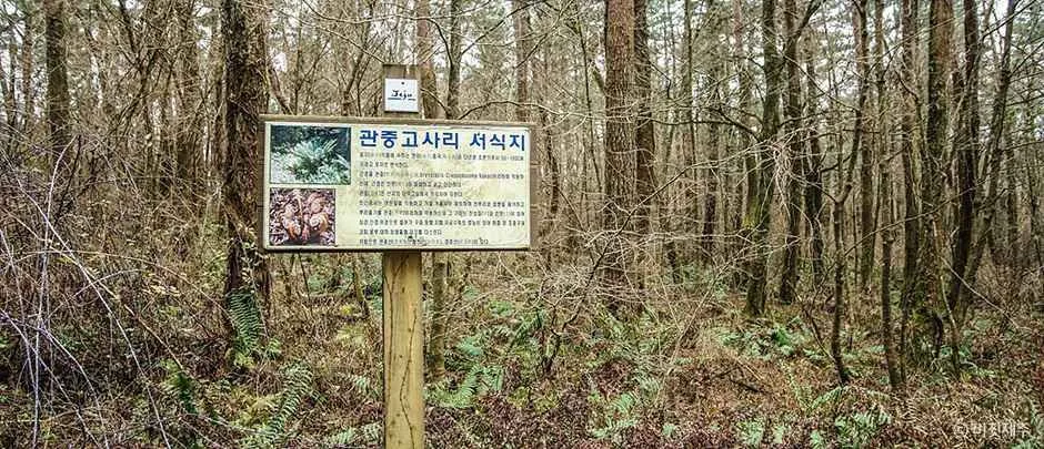 제주_족은노꼬메오름 (2).jpg