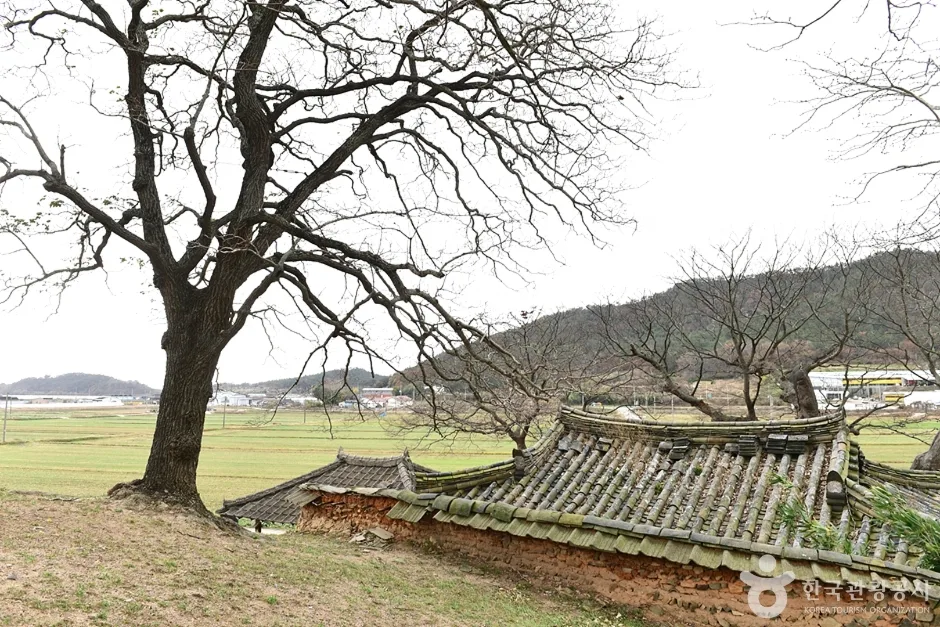 전남_함평_함평 양재리 이팝나무 (2)