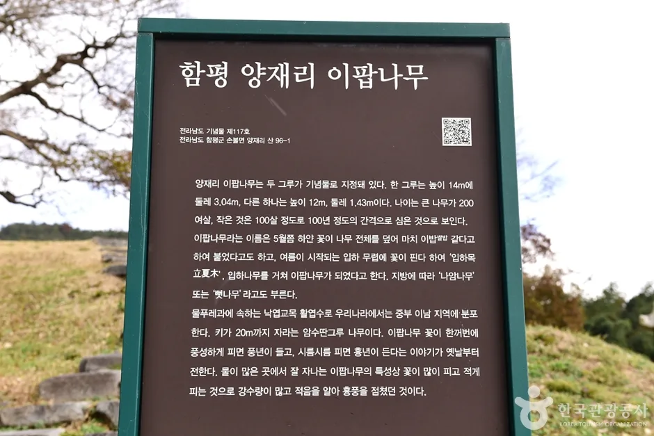 전남_함평_함평 양재리 이팝나무 (6)