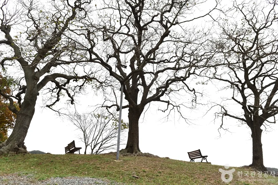 전남_함평_함평 양재리 이팝나무 (1)
