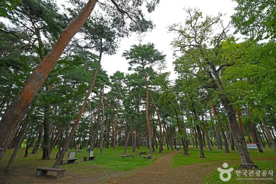 허난설헌 솔숲 (7)