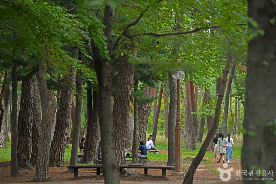 허난설헌 솔숲 (4)