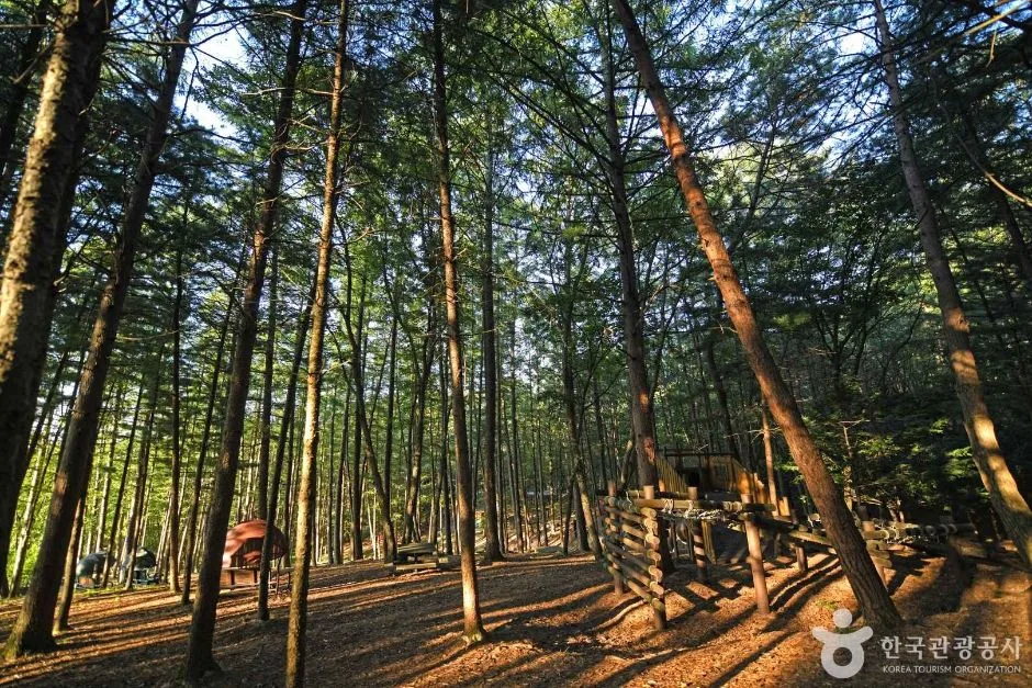 영월_봉래산산림욕장 (6)