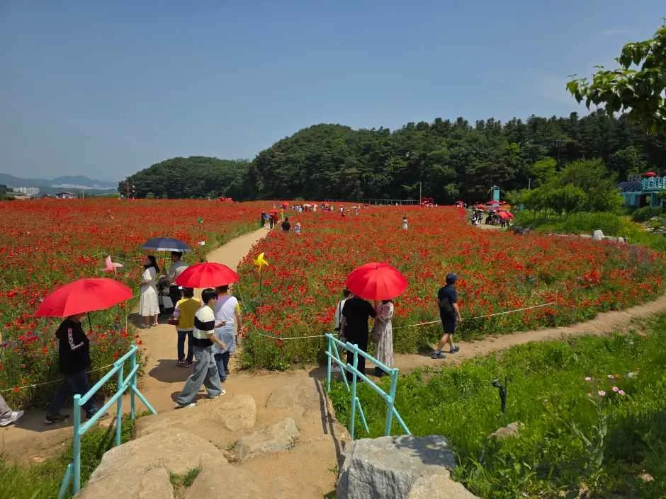 2026 원주용수골꽃양귀비축제 (13).jpg