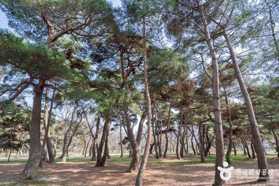 경주_경주 오릉 (7)