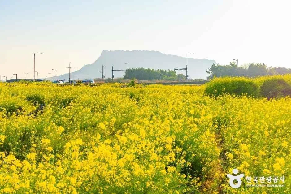 서귀포_유채꽃재배단지 (3).jpg