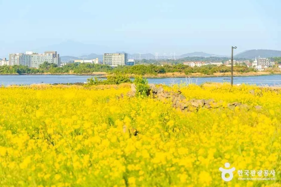 서귀포_유채꽃재배단지 (4).jpg