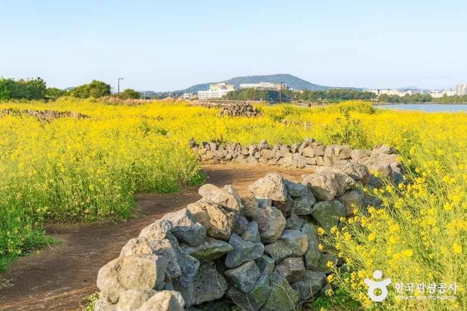 서귀포_유채꽃재배단지 (2).jpg