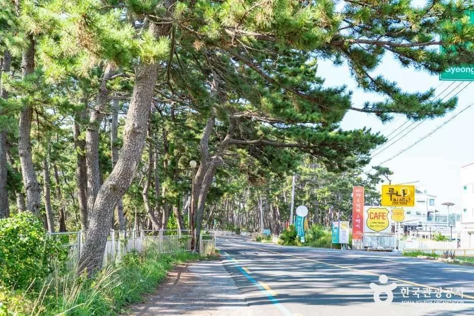 경주_전촌솔밭해변 (2).jpg