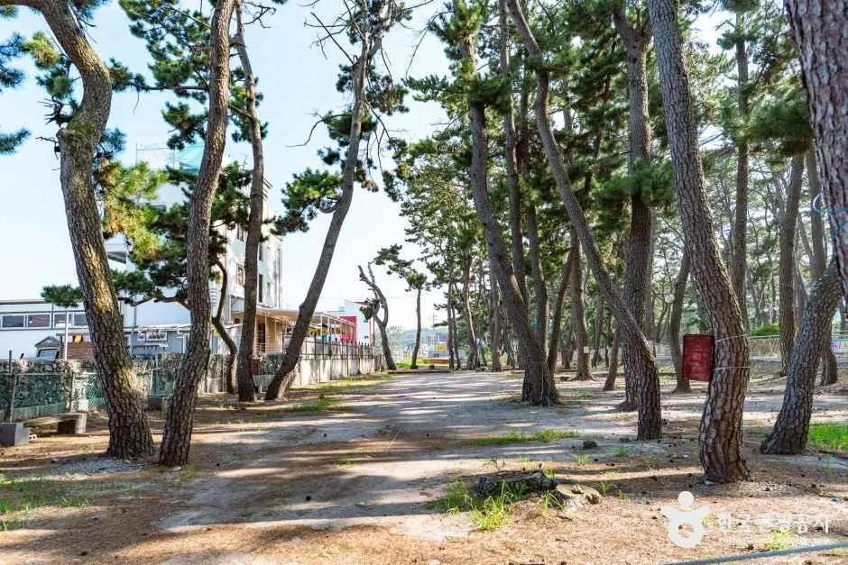 경주_전촌솔밭해변 (1).jpg