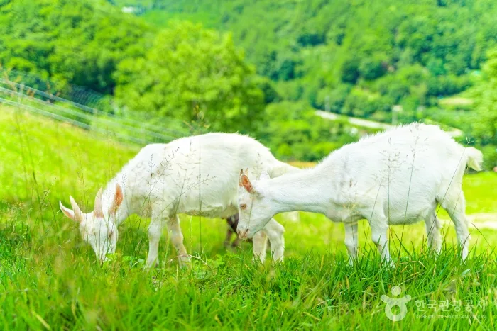 강원_태백시_몽토랑 산양목장 (3).jpg