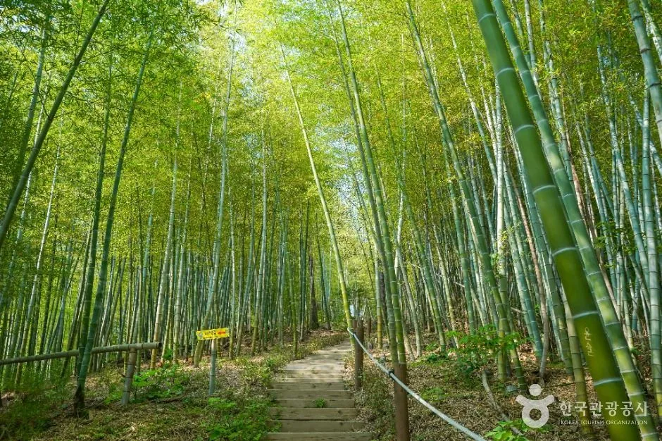 경남_거제_거제맹종죽 테마파크_외부_06.jpg