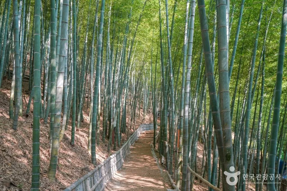 거제_거제맹종죽테마공원 (5)