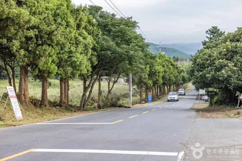 제주_신비의도로 (1)