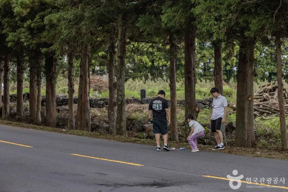제주_신비의도로 (9)