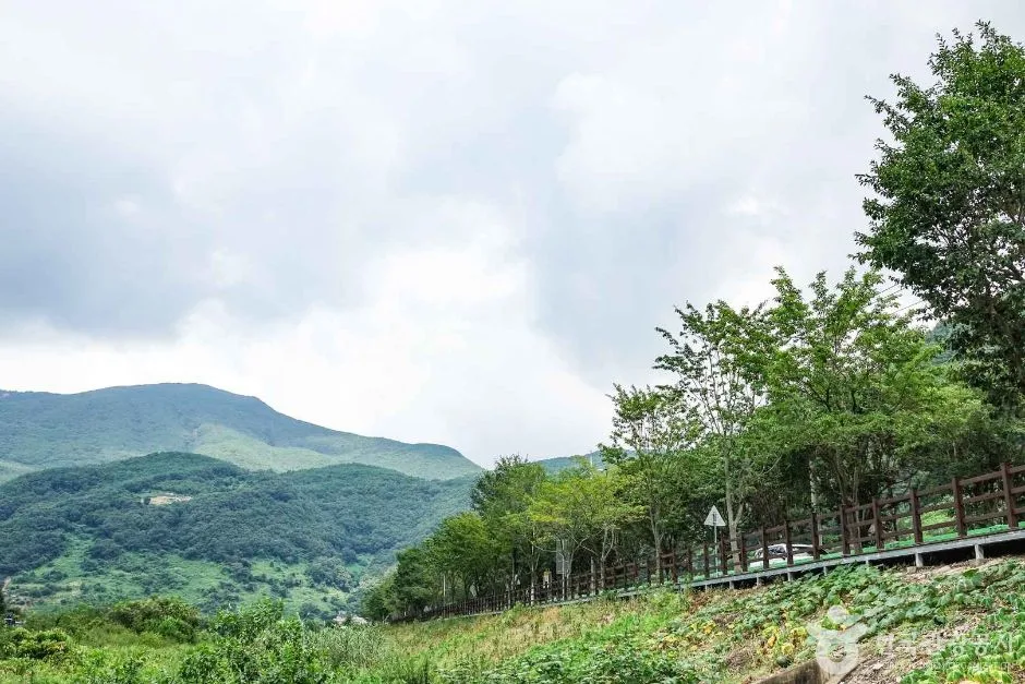 단장 이팝꽃 터널길 (3)