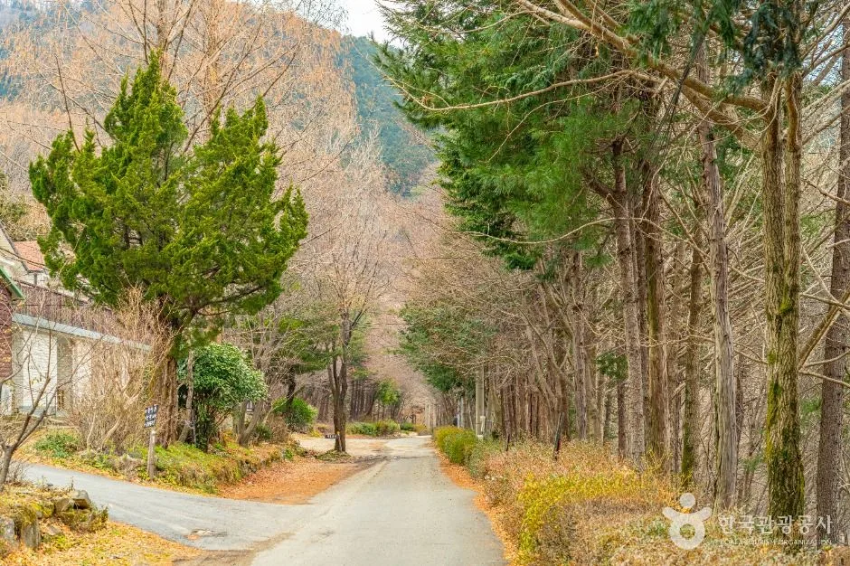 화순_무등산편백자연휴양림(1)