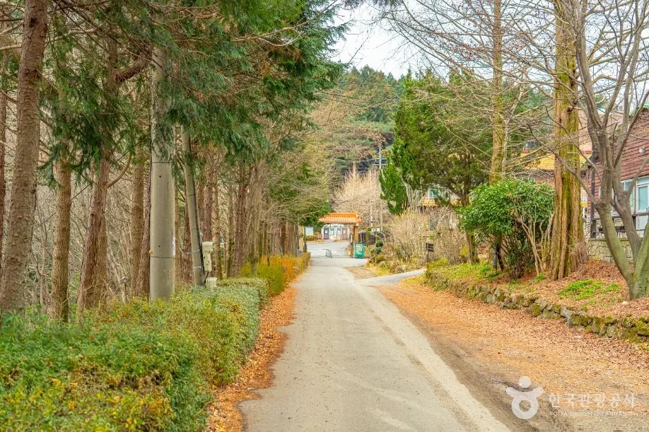 화순_무등산편백자연휴양림(3)