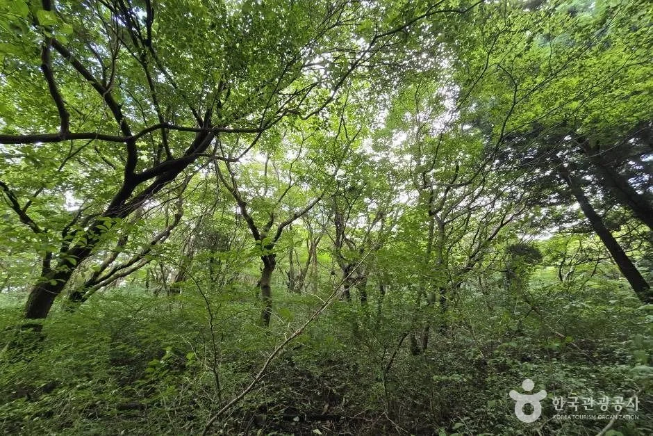 가문이오름(감은이오름)_e (5)
