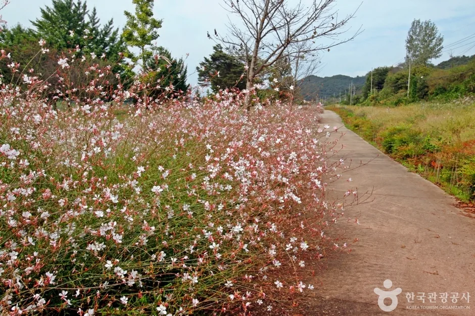 석장리 계절별 꽃단지 (15)