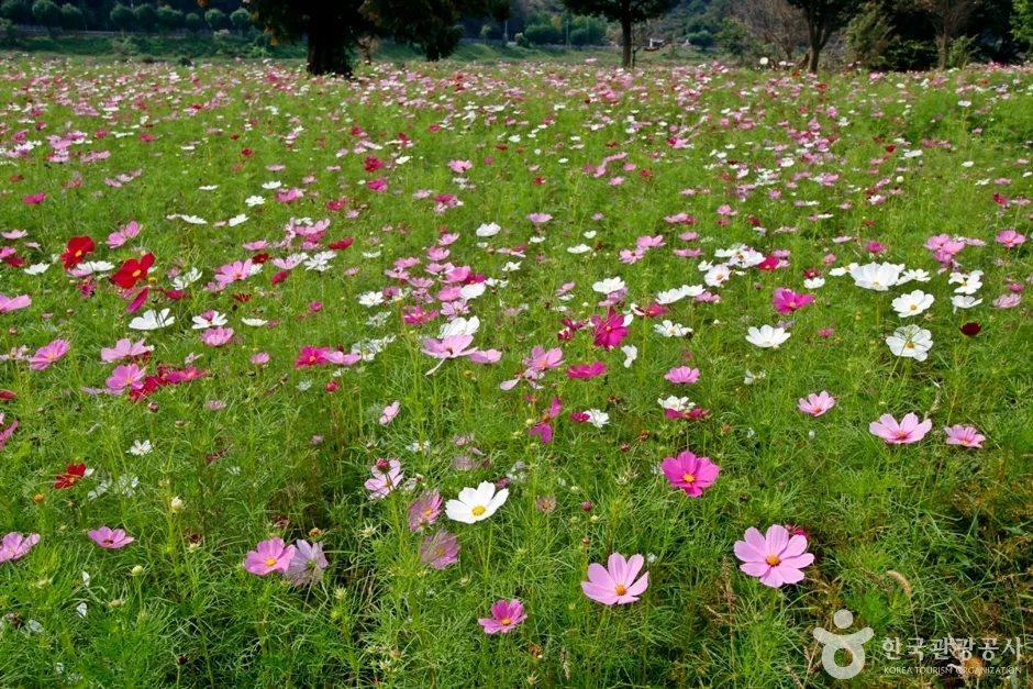 석장리 계절별 꽃단지 (7)