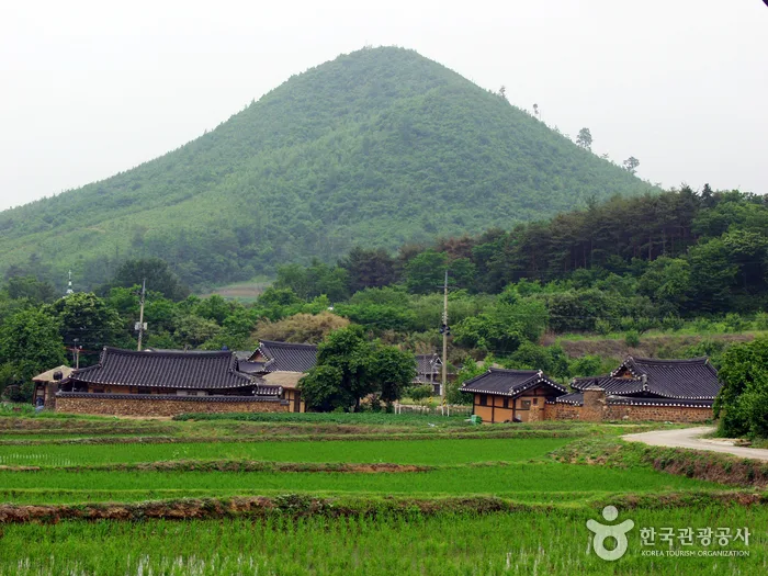 고성, 보랏빛 향기따라 왕곡마을과 하늬라벤더팜