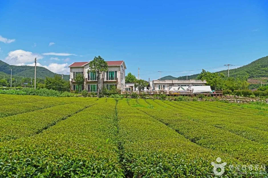 전남_보성_제2대한다원 (7)