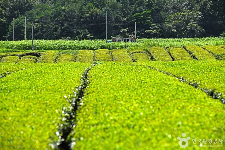 전남_보성_제2대한다원 (4)